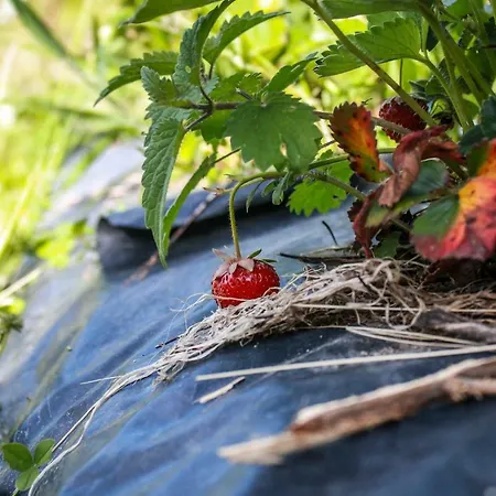 Quinta Rossadas * 辛方伊什