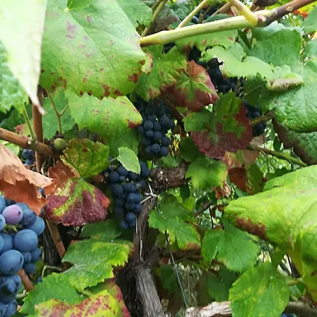 Quinta Rossadas * 辛方伊什