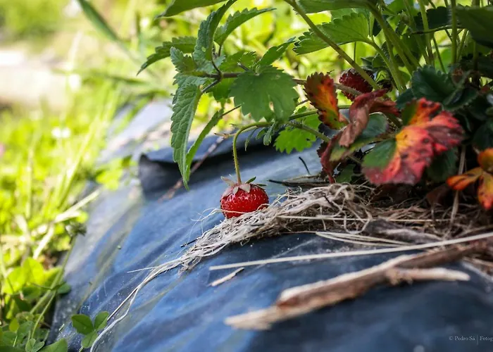 Quinta Rossadas * Cinfães