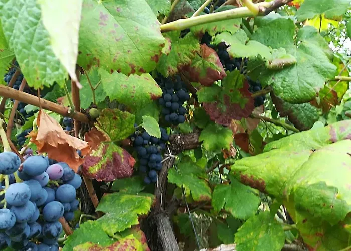 Quinta Rossadas * Cinfães